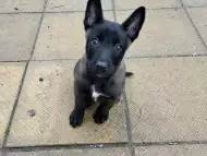 Белгийска овчарка