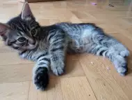 Тигрици женски, 