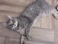 Женско коте Вики търси дом