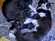Малки котета Black White