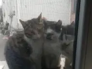 Подарявам котки