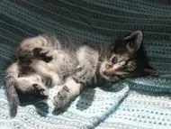 Малко коте търси дом