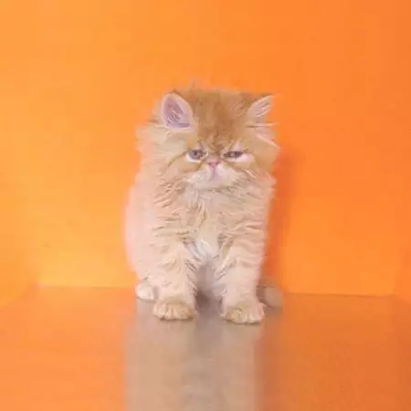 Персийски котета - екстемали.