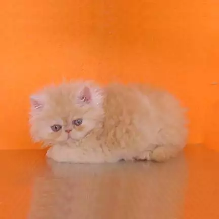 3. Снимка на Персийски котета - екстемали.