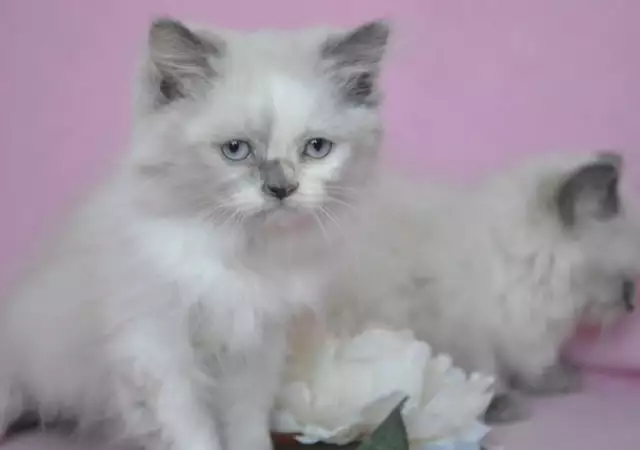 3. Снимка на Персийско Colourpoint Котенце от Лицензиран развъдник