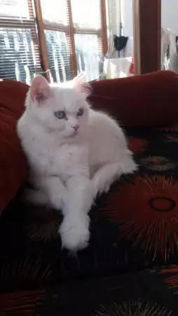 1. Снимка на Подарявам персийска котка