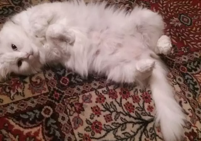 2. Снимка на Подарявам персийска котка