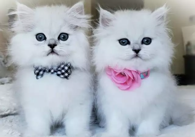 Чистокръвни женски и мъжки котенца Сребърна чинчила