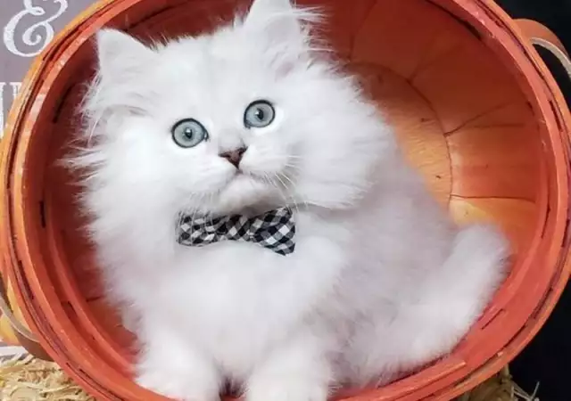 2. Снимка на Чистокръвни женски и мъжки котенца Сребърна чинчила