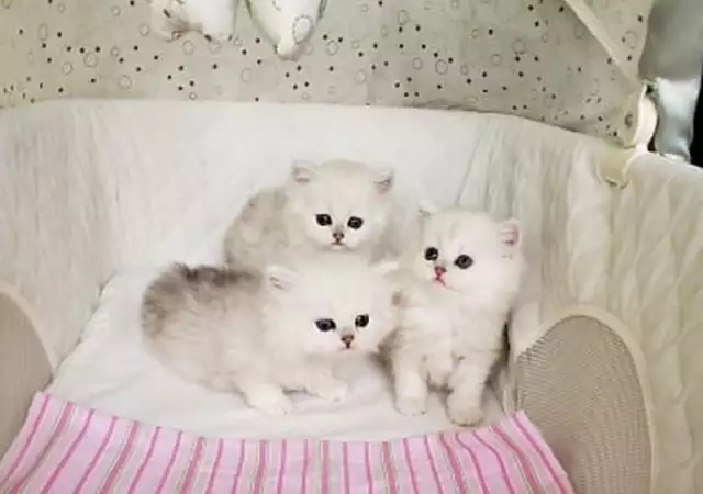 3. Снимка на Чистокръвни женски и мъжки котенца Сребърна чинчила