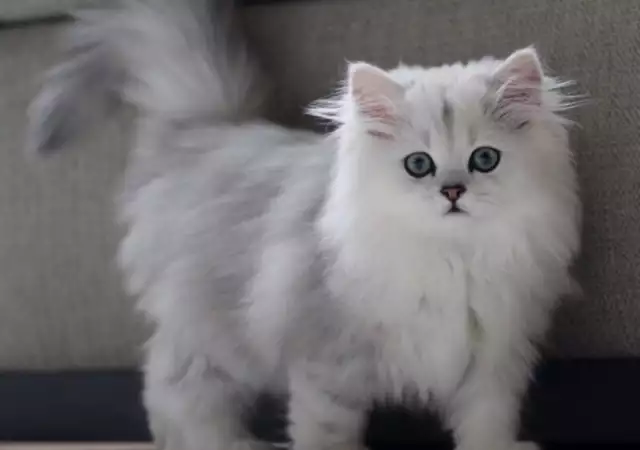 4. Снимка на Чистокръвни женски и мъжки котенца Сребърна чинчила