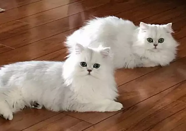 5. Снимка на Чистокръвни женски и мъжки котенца Сребърна чинчила