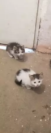 Подарявам 3 малки пухкави котенца
