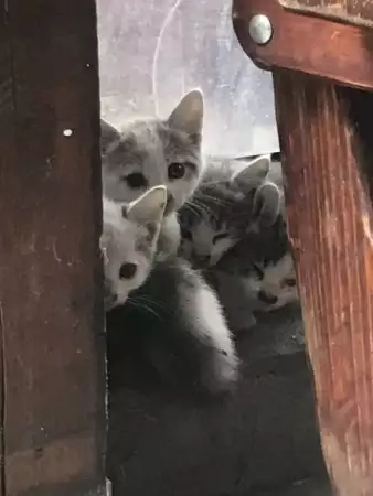 Малки котенца на 2 месеца