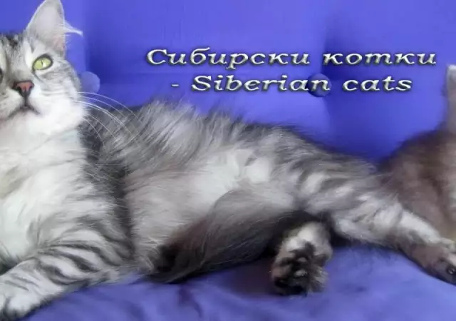 Сибирски котки - Siberian cats, заповядайте 