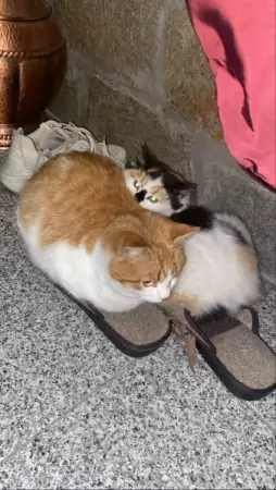 Две котета