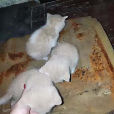 4. Снимка на Подарявам котета