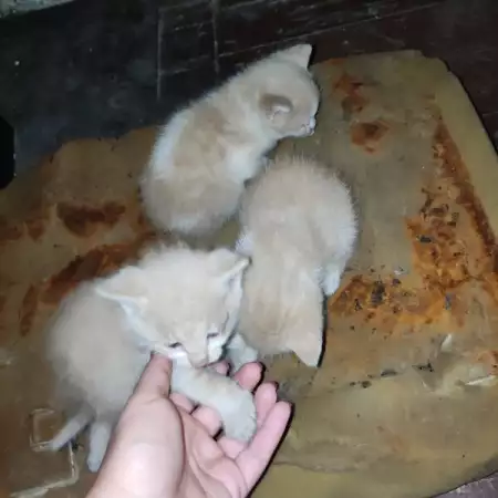 3. Снимка на Подарявам котета