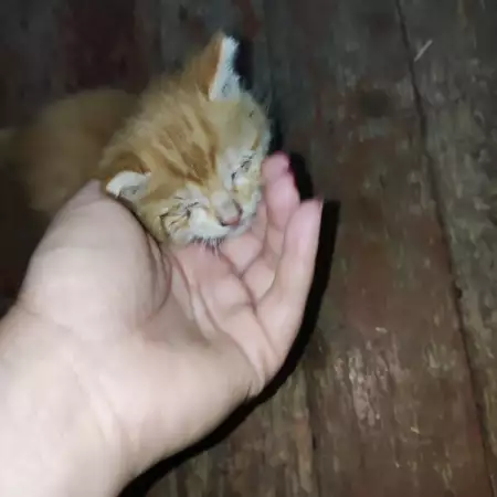 2. Снимка на Подарявам котета