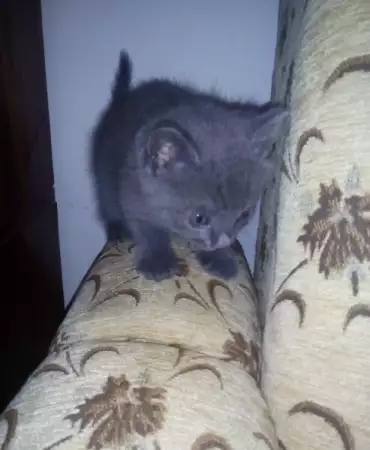 2. Снимка на Руски сини котета