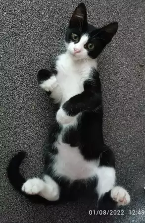 Подарявам мъжко котенце на 3 месеца в черно и бяло