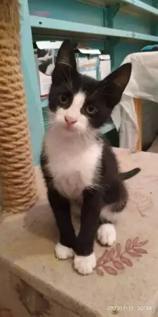 5. Снимка на Подарявам мъжко котенце на 3 месеца в черно и бяло