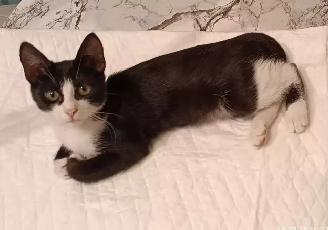 6. Снимка на Подарявам мъжко котенце на 3 месеца в черно и бяло