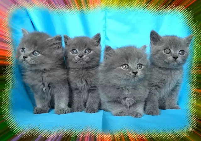 5. Снимка на Чистокръвни Британски котенца