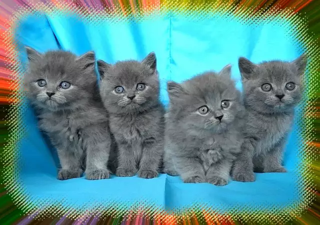 9. Снимка на Чистокръвни Британски котенца