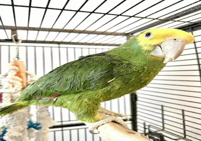 1. Снимка на Амазонски папагал с двойна жълта глава