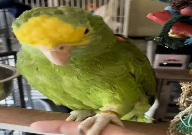 3. Снимка на Амазонски папагал с двойна жълта глава
