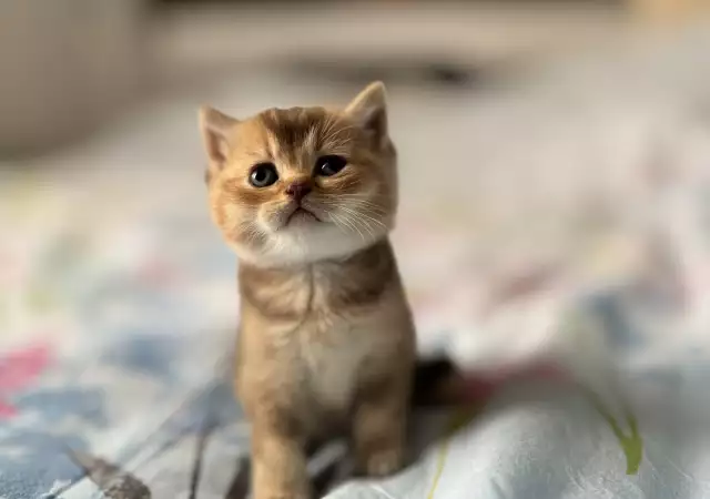 1. Снимка на Scottish Fold