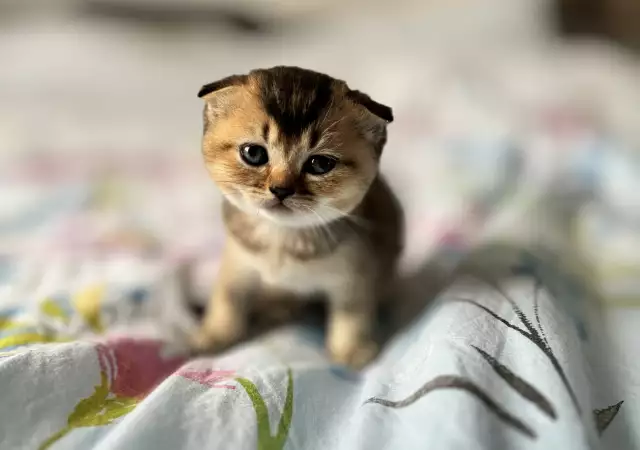 2. Снимка на Scottish Fold