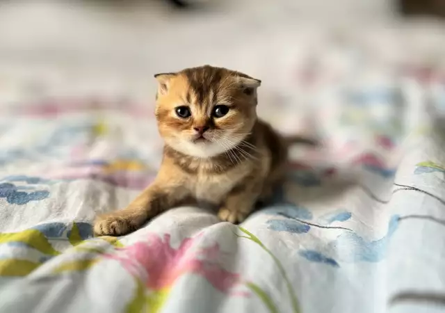 3. Снимка на Scottish Fold