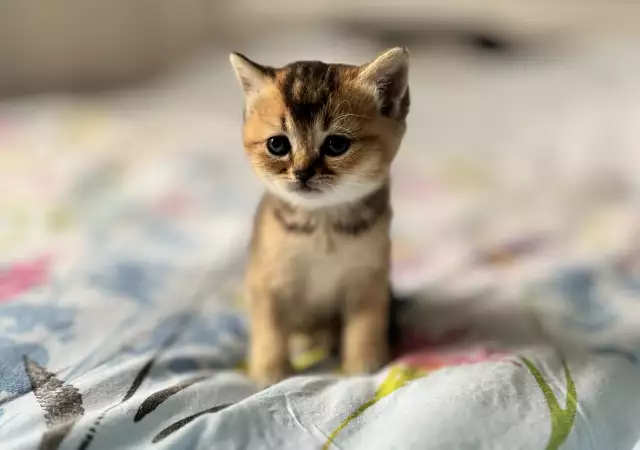 4. Снимка на Scottish Fold