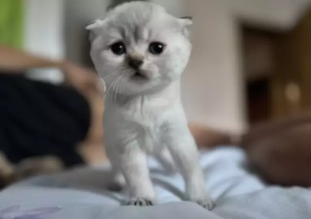 5. Снимка на Scottish Fold