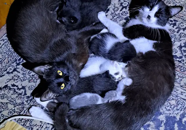 Малки котета Black White