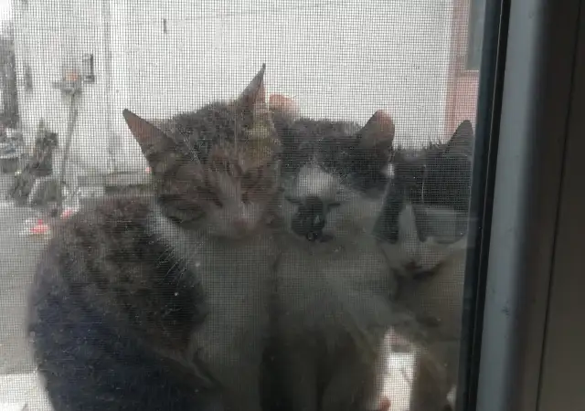 Подарявам котки