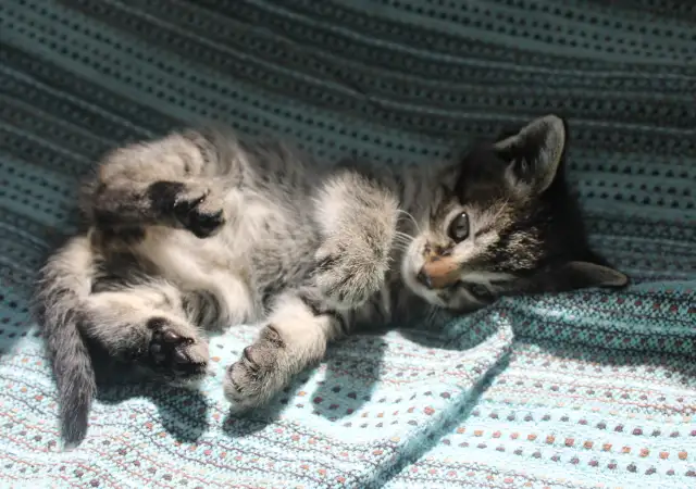 Малко коте търси дом
