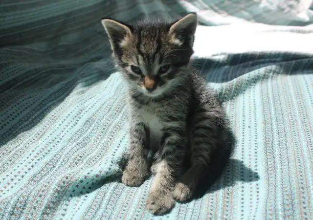 2. Снимка на Малко коте търси дом