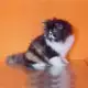 4. Снимка на Персийски котета - екстемали.