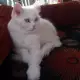 . Снимка на Подарявам персийска котка