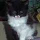 2. Снимка на Спешно Коте - ангорско