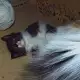 3. Снимка на Спешно Коте - ангорско
