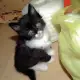 4. Снимка на Спешно Коте - ангорско