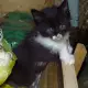 5. Снимка на Спешно Коте - ангорско