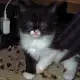 6. Снимка на Спешно Коте - ангорско