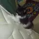 7. Снимка на Спешно Коте - ангорско