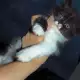 8. Снимка на Спешно Коте - ангорско