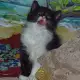 9. Снимка на Спешно Коте - ангорско